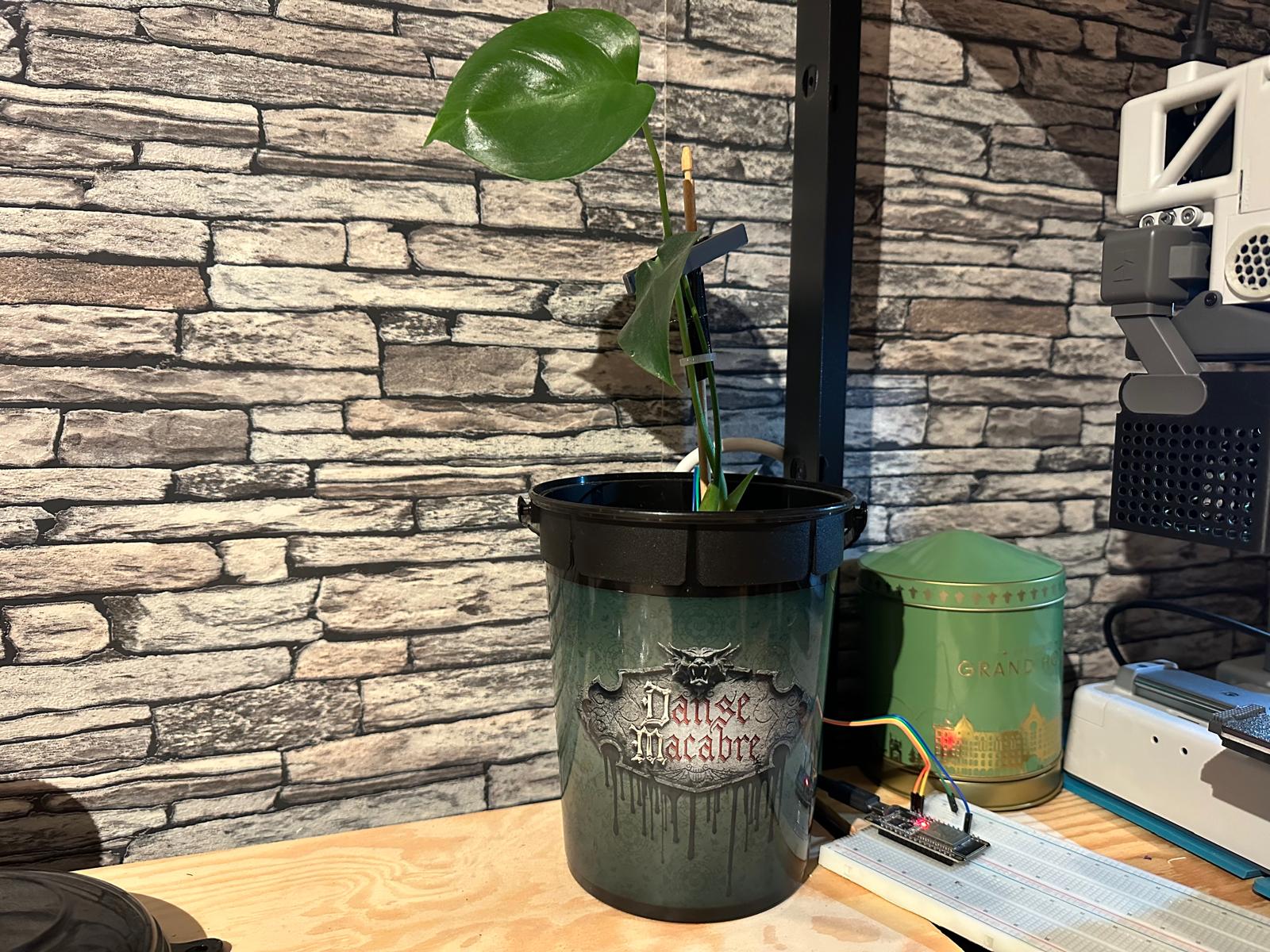 Vochtig plantje